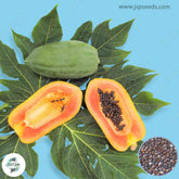 50 Holland Papaya Seeds (Asia Fruit)